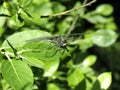 Dragonfly with white bright wings sitting sitting on a leaf of a tree. Dragonfly closeup flying over water background. Royalty Free Stock Photo