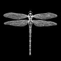Dragonfly. White dragonfly on black background.