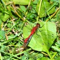 Dragonfly White-faced Meadowhawk Royalty Free Stock Photo