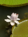 Dragonfly on white lotus flower floating in water Close-up. Water lily close focus stock photo. Royalty Free Stock Photo