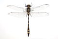 Dragonfly Royalty Free Stock Photo