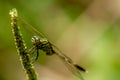 A dragonfly whose body is striped with a combination of green, yellow, and black perches on a spinach flower Royalty Free Stock Photo