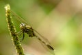 A dragonfly whose body is striped with a combination of green, yellow, and black perches on a spinach flower Royalty Free Stock Photo