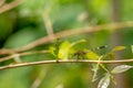 A dragonfly whose body is striped with a combination of green, yellow, and black perches on a twig Royalty Free Stock Photo