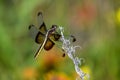 Dragonfly, Widow Skimmer - Libellula luctuosa Female Royalty Free Stock Photo