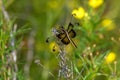 Dragonfly, Widow Skimmer - Libellula luctuosa Female Royalty Free Stock Photo