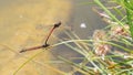 Dragonfly in wild nature 1 Royalty Free Stock Photo