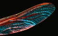 Dragonfly wing on black background Royalty Free Stock Photo