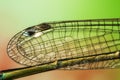 Extremely detailed high magnification of dragonfly wings