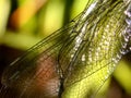 Dragonfly Wings Royalty Free Stock Photo