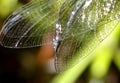 Dragonfly Wings Royalty Free Stock Photo