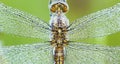 Dragonfly wings banner Royalty Free Stock Photo