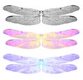 Dragonfly Wings Only Royalty Free Stock Photo