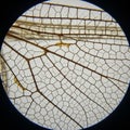 Dragonfly wings, important for biomimicry and technological appl Royalty Free Stock Photo