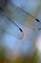 Dragonfly wings