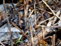 Dragonfly Royalty Free Stock Photo