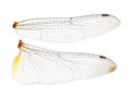 Dragonfly wings on white background Royalty Free Stock Photo