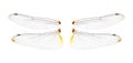 Dragonfly wings on white background Royalty Free Stock Photo