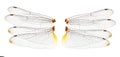 Dragonfly wings on white background Royalty Free Stock Photo