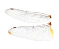 Dragonfly wings on  white background Royalty Free Stock Photo