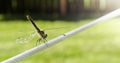 Dragonfly on a Wire Royalty Free Stock Photo