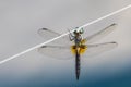Dragonfly on Wire Royalty Free Stock Photo