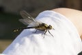 Dragonfly on woman hand photo Royalty Free Stock Photo