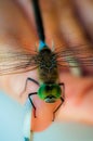 Dragonfly on a woman s hand