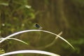 Dragonfly with wonderful bright colors on the leaf in the forest