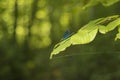 Dragonfly with wonderful bright colors on the leaf in the forest