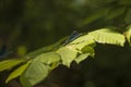 Dragonfly with wonderful bright colors on the leaf in the forest