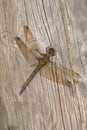 Dragonfly on wood Royalty Free Stock Photo