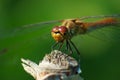 Dragonfly on wooden branch macro