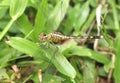 Dragonfly (Trithemis Pallidinervis) on The Leaves