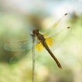 Dragonfly on a yellow background, macro. Dragonfly sitting on a dry blade of grass. Textured wings. Bright summer day. Royalty Free Stock Photo