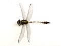 Dragonfly yellow and black color