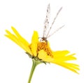 Dragonfly on yellow flower. Royalty Free Stock Photo