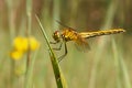 Dragonfly, Yellow-winged darter Sympetrum flaveolum