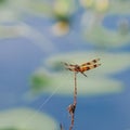 Dragonfly with yellow wings and black spots Royalty Free Stock Photo