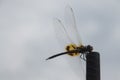 A dragonfly with yellow wings. Royalty Free Stock Photo