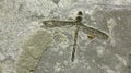 Dragonfly fossil