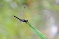 Dragonfly Royalty Free Stock Photo