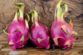 Dragonfruit Selenicereus undatus Royalty Free Stock Photo