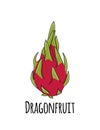 Dragonfruit, sketch for your design