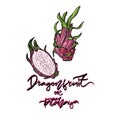 Dragonfruit vector illustration.