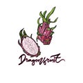 Dragonfruit vector illustration.