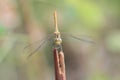 Dragongly sit on branch in summer day Royalty Free Stock Photo