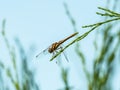 Dragonfly Perched on a Thin Evergreen Needle