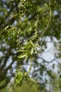 Dragons claw willow