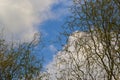 Dragons claw willow branches with new leaves and flowers against blue sky - Latin name - Salix matsudana Tortuosa